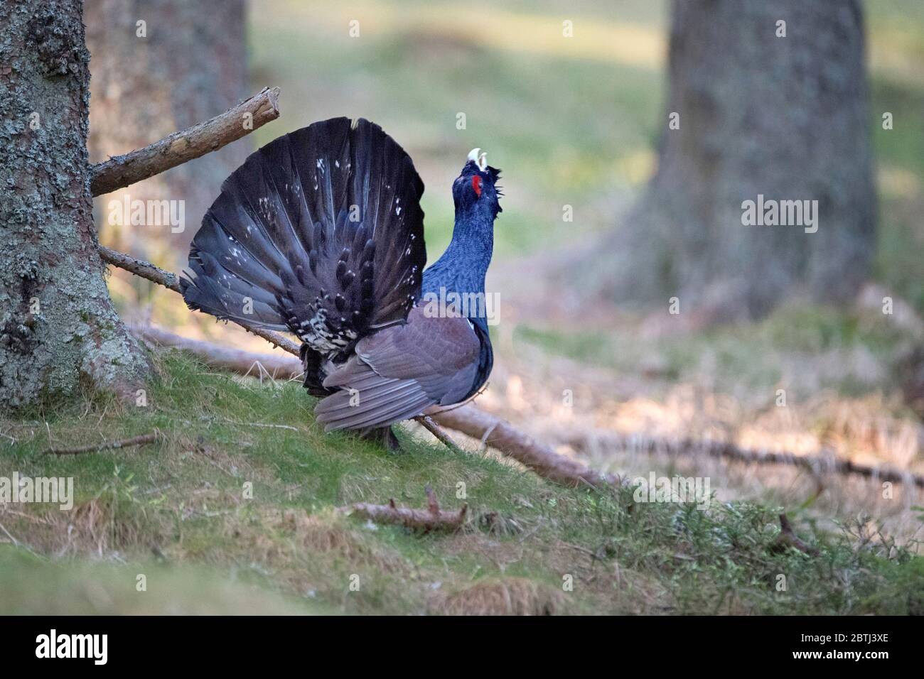 Balzender Auerhahn Foto Stock