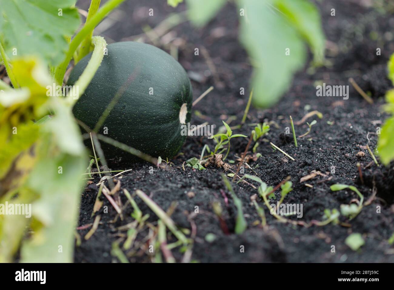 Piante in orto biologico, ortaggi da squash coltivando in azienda agricola urbana Foto Stock