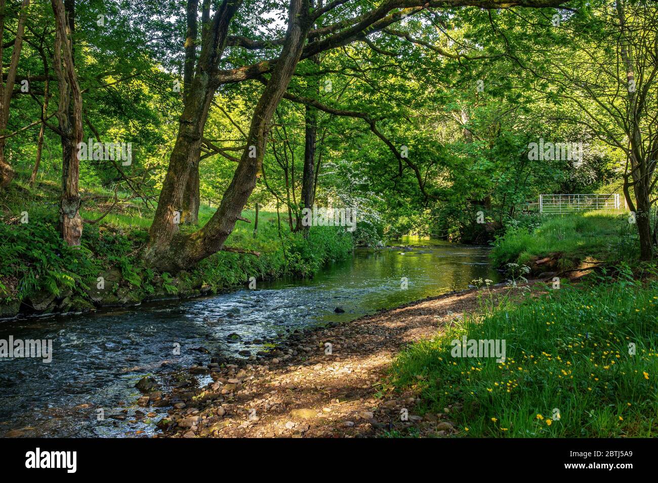 Il fiume Douglas scorre attraverso il villaggio di Adlington, Chorley, Lancashire, Inghilterra Regno Unito al sole di primavera Foto Stock