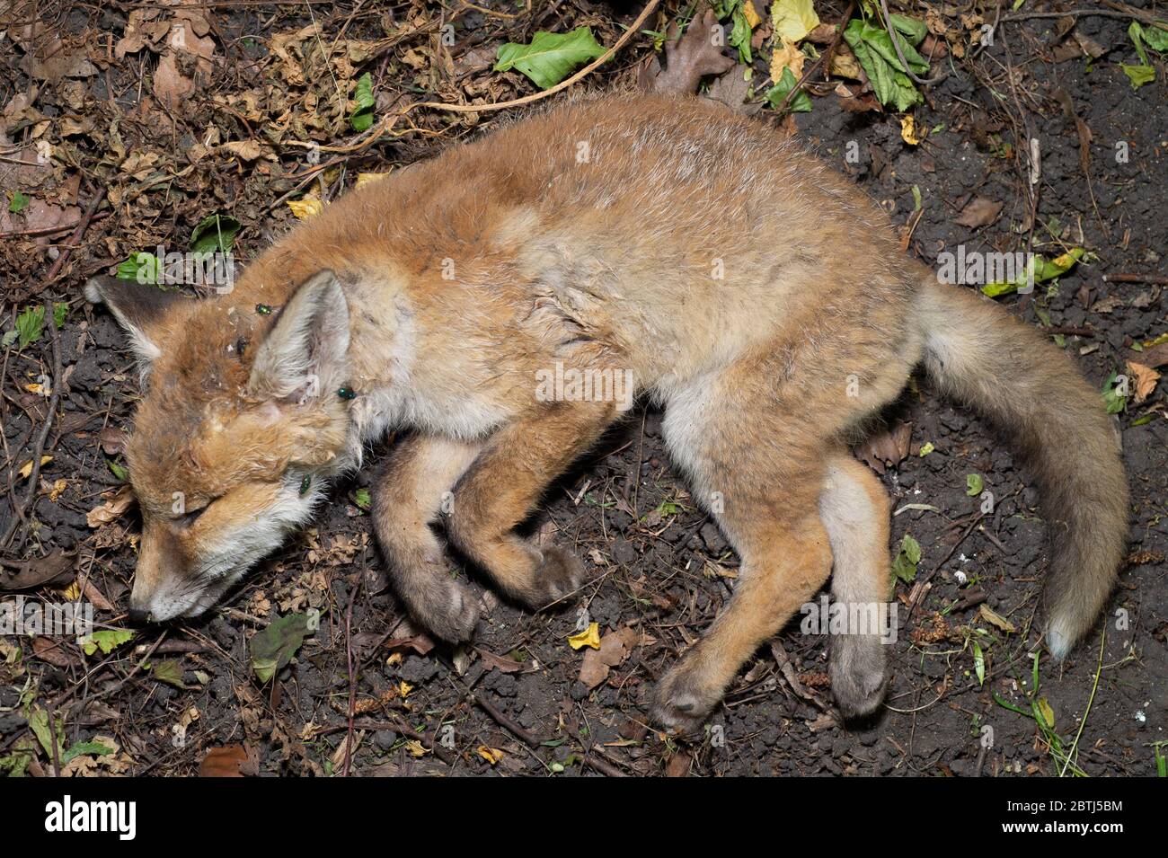 Il cucciolo di Red Fox morto, Vulpes vulpes, trovato in bosco oltre a Regent's Park Canal, Londra, Regno Unito Foto Stock