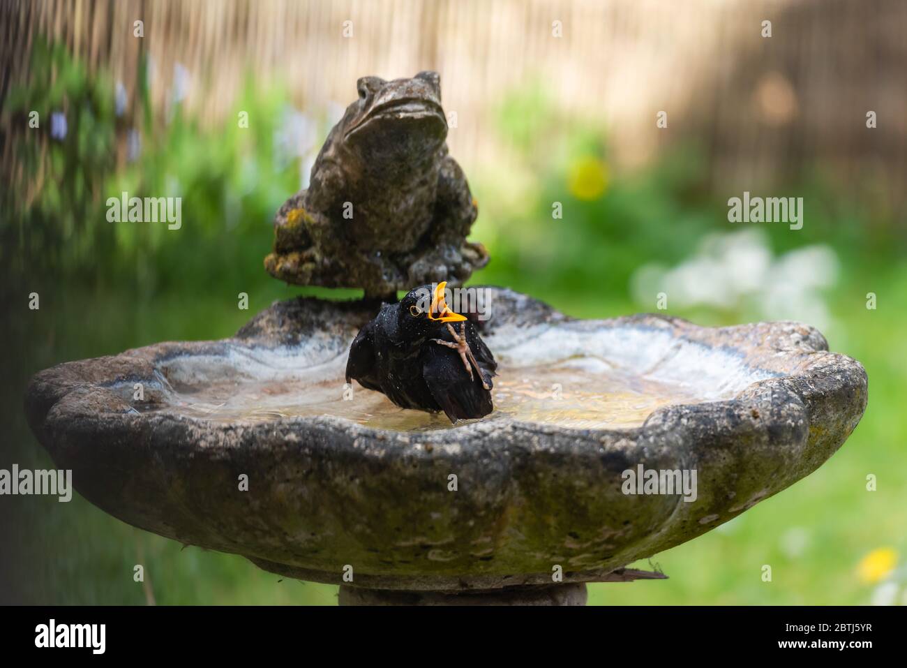 Lavaggio di colibrì maschio in giardino bagno di uccelli viii maggio, 2020 Foto Stock