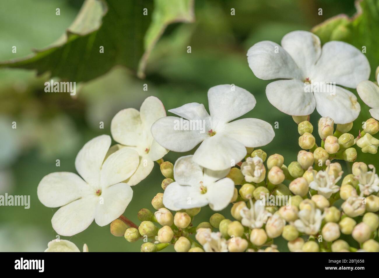 Macro primo piano di fiori e boccioli di fiori dell'arbusto Guelder Rose / Viburnum Opulus - le bacche di cui si possono mangiare una volta cotte. Foto Stock
