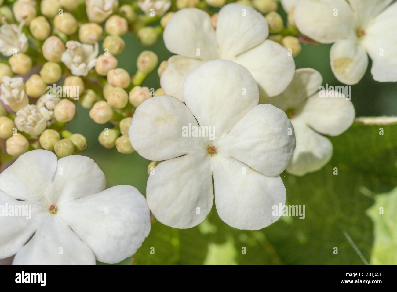Macro primo piano di fiori e boccioli di fiori dell'arbusto Guelder Rose / Viburnum Opulus - le bacche di cui si possono mangiare una volta cotte. Foto Stock