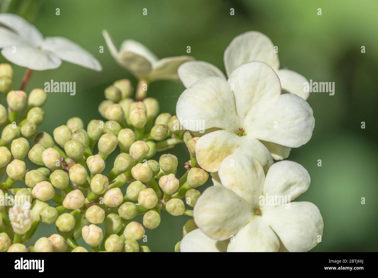 Macro primo piano di fiori e boccioli di fiori dell'arbusto Guelder Rose / Viburnum Opulus - le bacche di cui si possono mangiare una volta cotte. Foto Stock