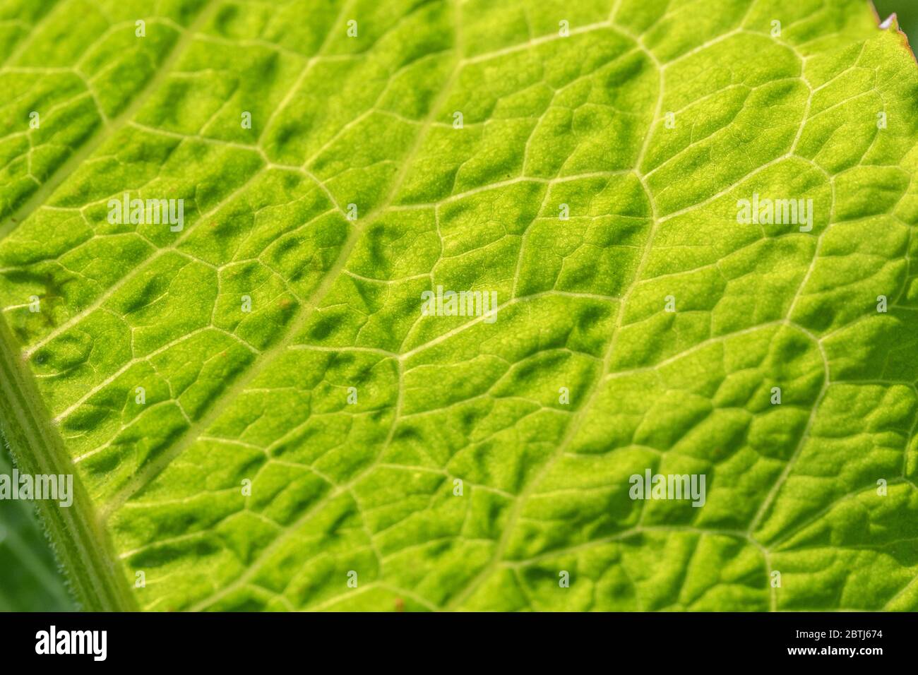 Macro primo piano della luce solare che passa attraverso una foglia di banchina a foglia larga / Rumex obtusifolius che mostra la struttura delle foglie e le vene delle foglie. Struttura astratta delle foglie. Foto Stock