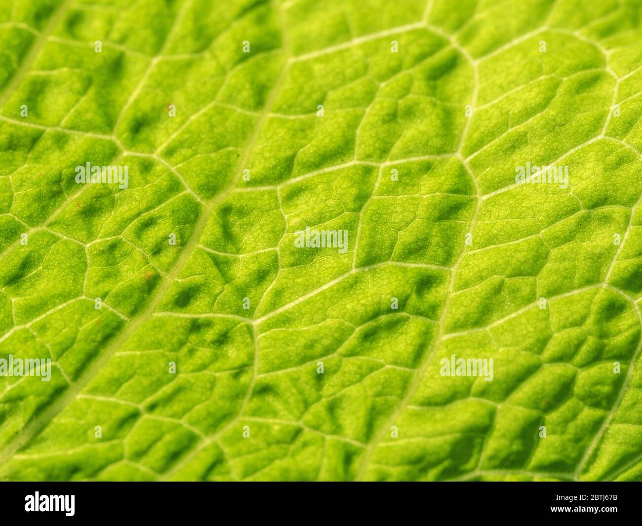 Macro primo piano della luce solare che passa attraverso una foglia di banchina a foglia larga / Rumex obtusifolius che mostra la struttura delle foglie e le vene delle foglie. Struttura astratta delle foglie. Foto Stock