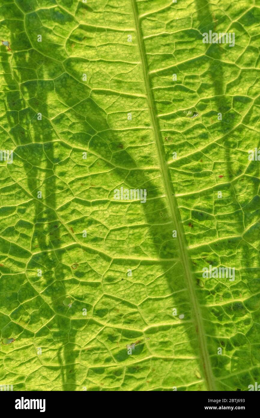 Macro primo piano della luce solare che passa attraverso una foglia di banchina a foglia larga / Rumex obtusifolius che mostra la struttura delle foglie e le vene delle foglie. Ex pianta medicinale Foto Stock