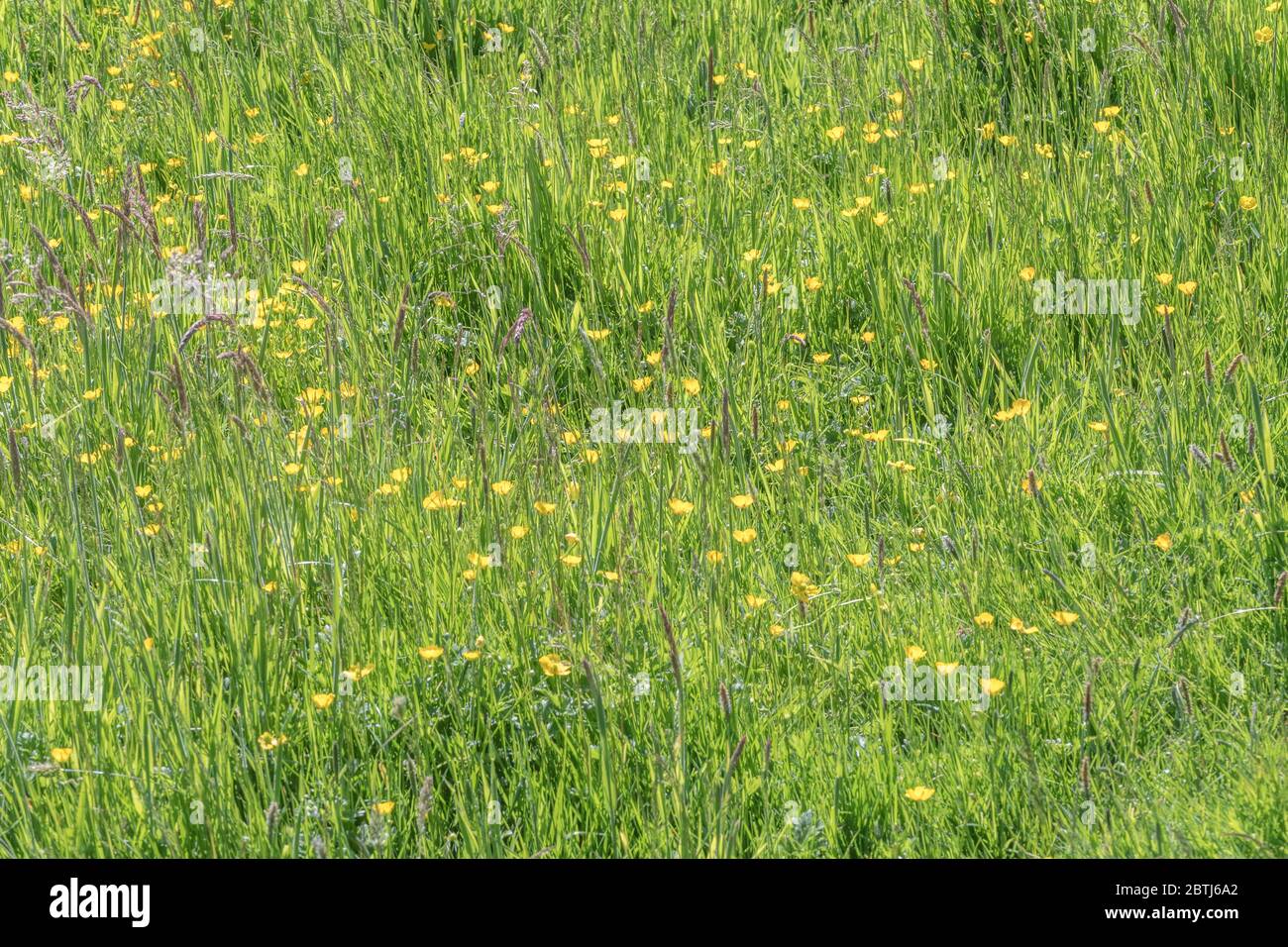 Patch stagionale del Regno Unito fiori selvatici - Renoncules / Ranunculus repens in zona prato. Concetto superato da erbacce, ricoperta da renoncules, prato estivo. Foto Stock