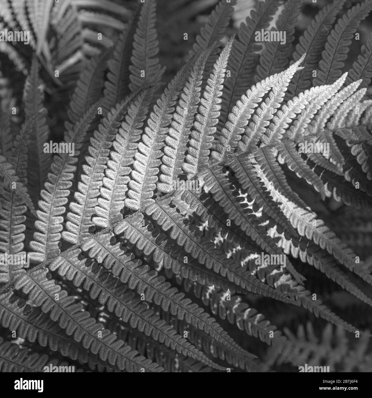 Hedgerow fiordi felci di alcune specie che catturano il sole estivo accigliato sulle loro foglie. Struttura foglia Fern. Foto Stock