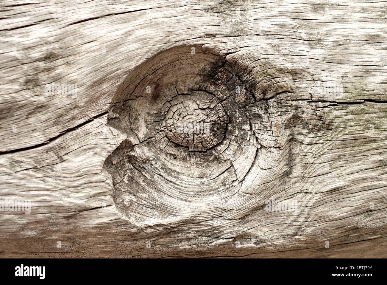 Fondo naturale in legno pietrificato, superficie con struttura e disegno di un nodo di legno. Foto Stock