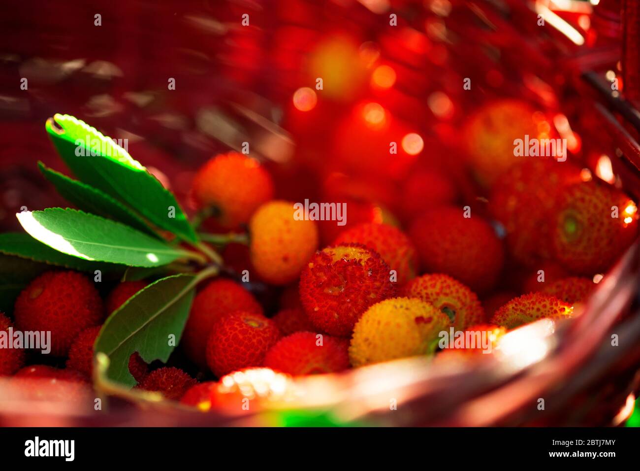 Primo piano un cestino pieno di fragole selvatiche. Foto Stock
