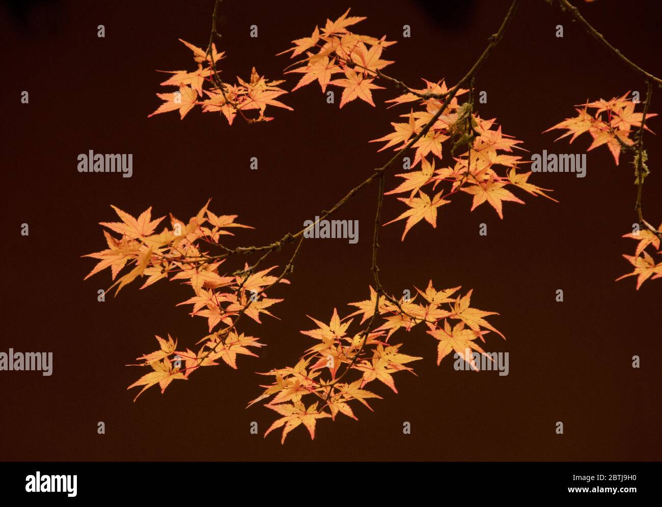 Retroilluminazione delle foglie d'acero giapponese, Seattle Foto Stock
