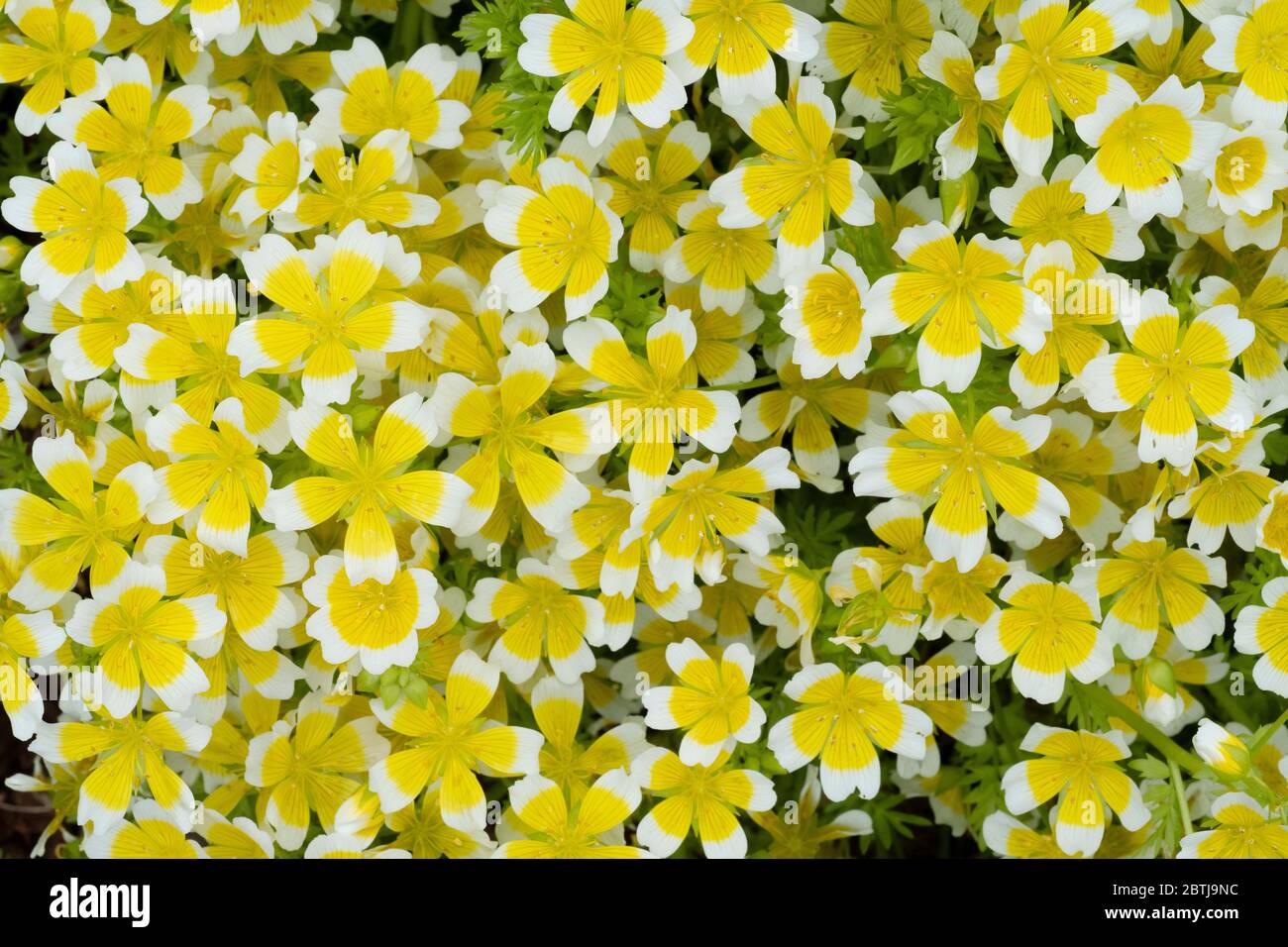 Douglas's Meadowfoam (Lennanthes douglasii) fiori nativi del Pacifico nord-occidentale, anche noto come "fiore all'uovo in camicia" Foto Stock