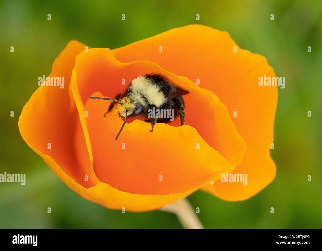 Bumblebee (Bombus vossesenskii) che forava in California Poppy flowers, Oregon Coast Foto Stock