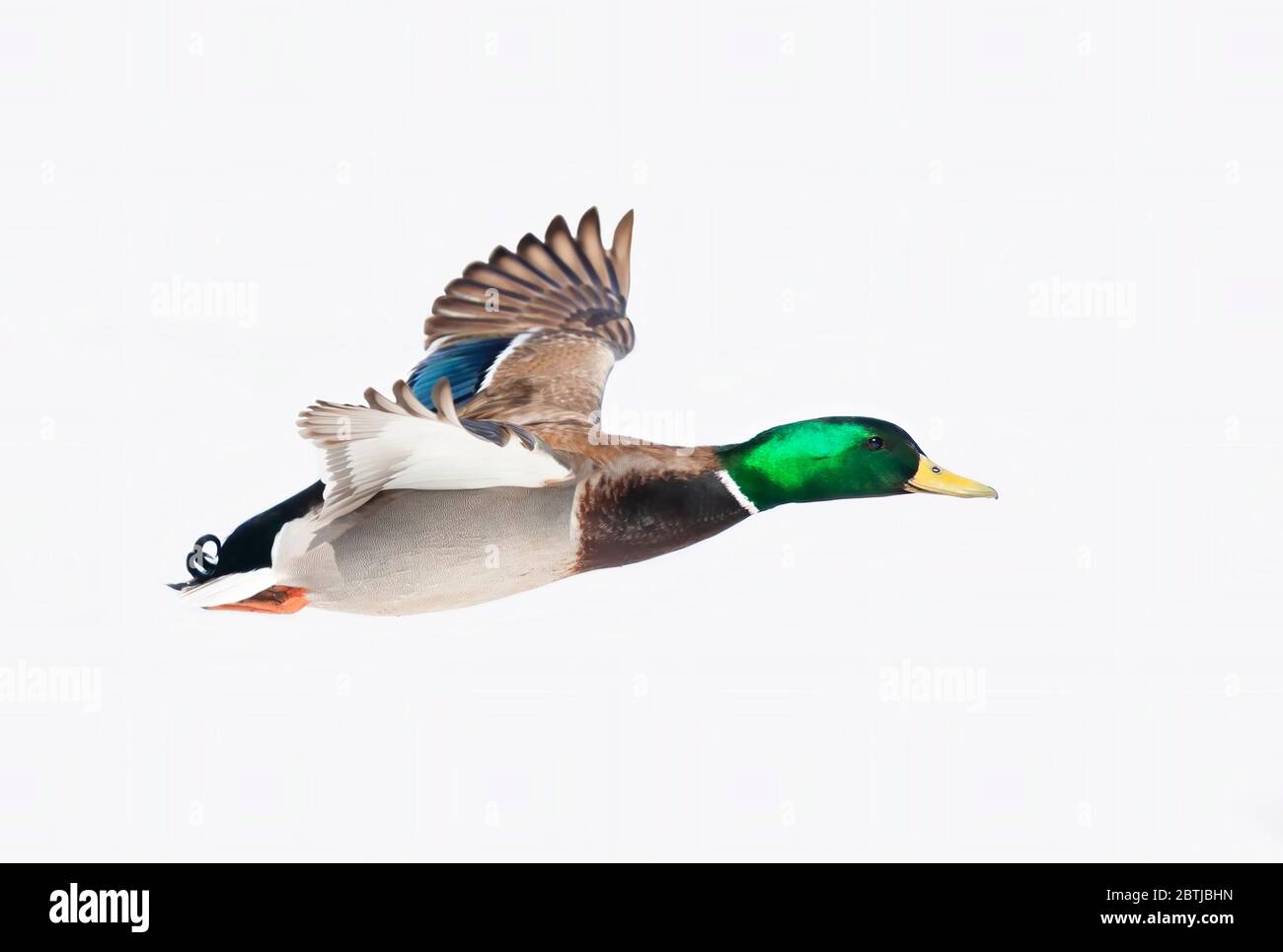 Anatra mallard maschile (Anas platyrhynchos) drake in volo isolato contro un cielo blu invernale in Canada Foto Stock