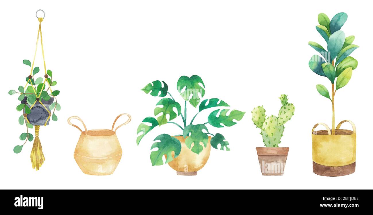 Set piante da casa in pentole dipinte in acquerello. Elementi freschi isolati su sfondo bianco. Set di piante in vaso Foto Stock