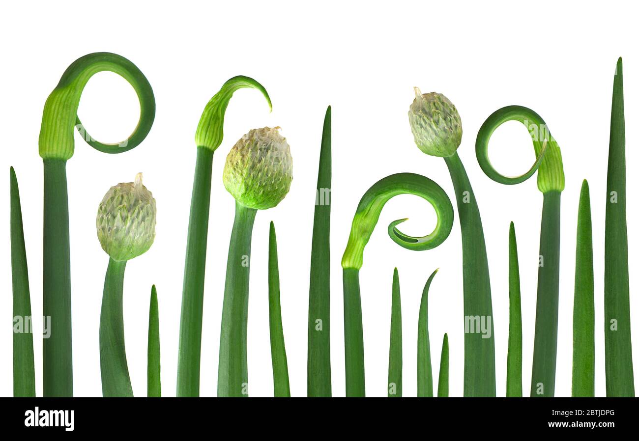 Fiore di cipolla giovane isolato su sfondo bianco Foto Stock