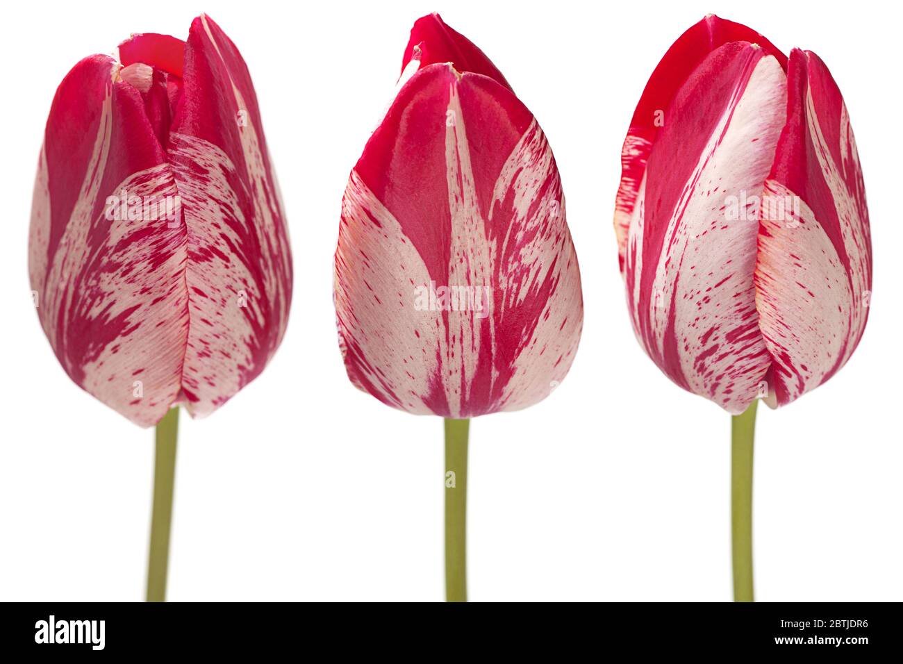 Tulipano rosso fiore isolato su bianco Foto Stock