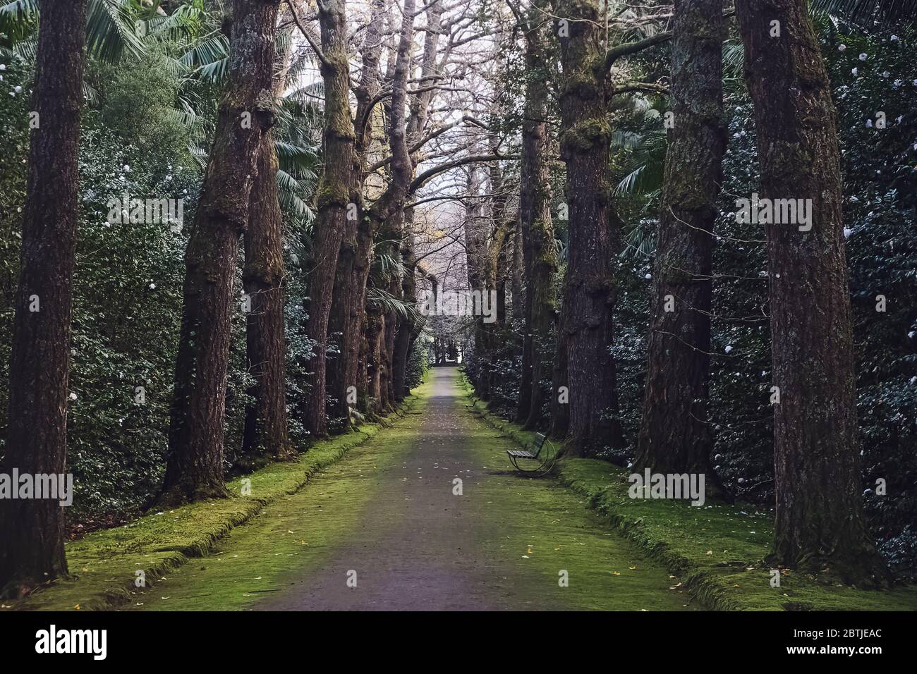 Il vicolo senza persone nel vecchio parco verde Foto Stock