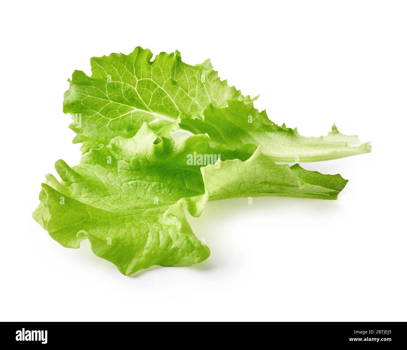 Insalata foglia isolato su sfondo bianco. Vista frontale delle foglie di lattuga. Foto Stock