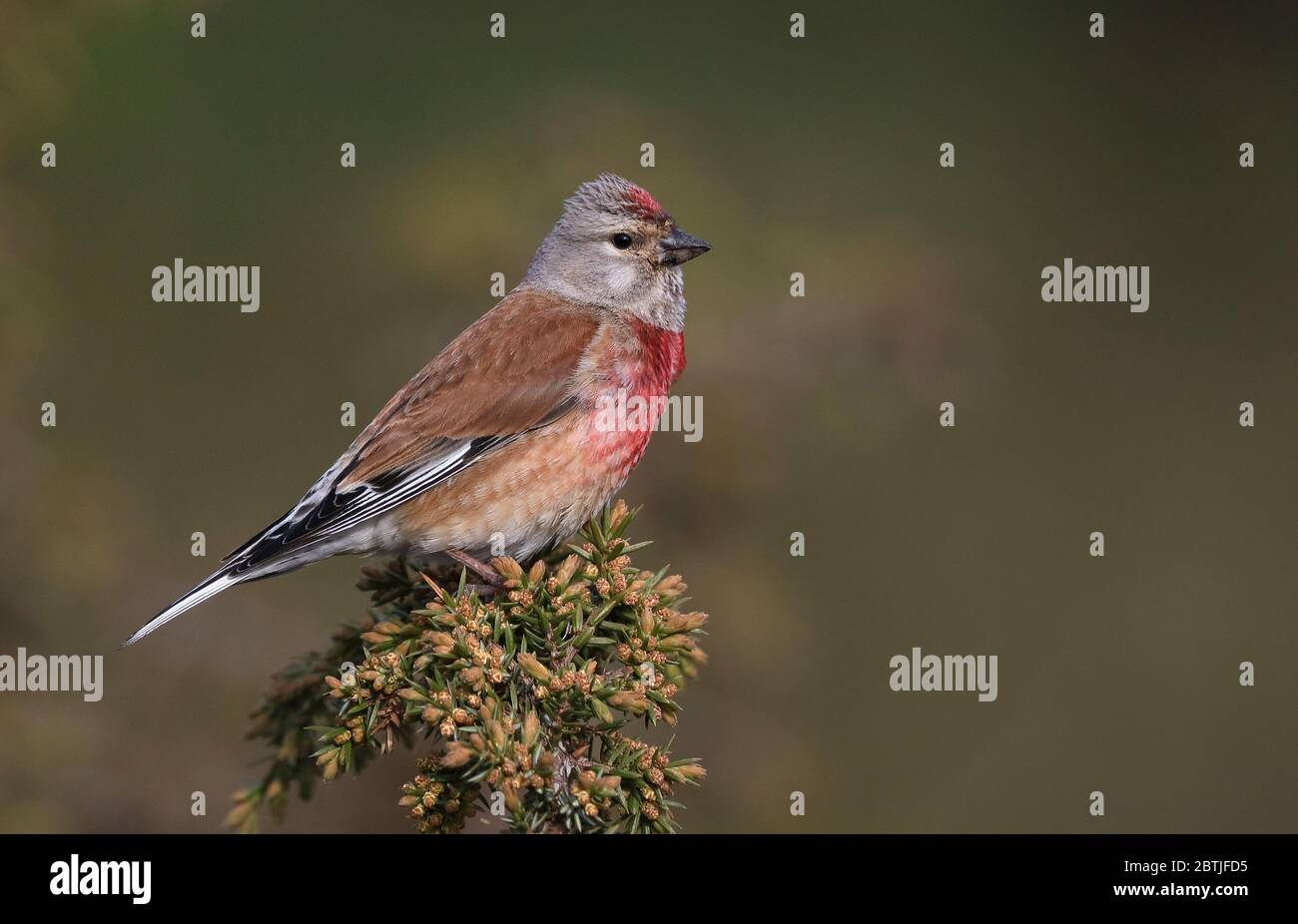 Linnet comune, Linaria cannabina Foto Stock