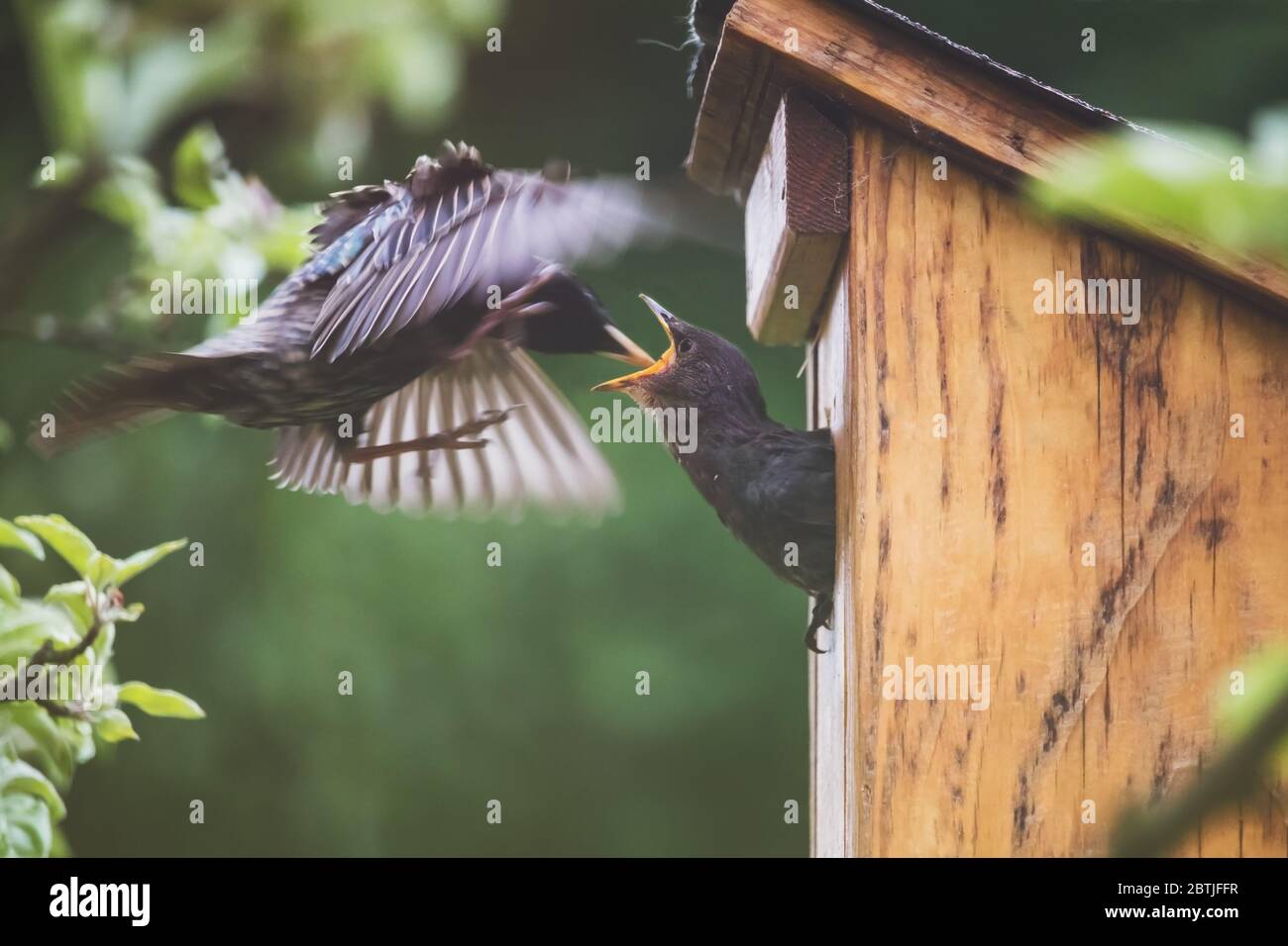 uccelli e casa di uccello - adulto che starling (genitore) che alimenta la prole. Un giovane stellato attacca la testa da una casa di uccelli e mangia. Foto Stock