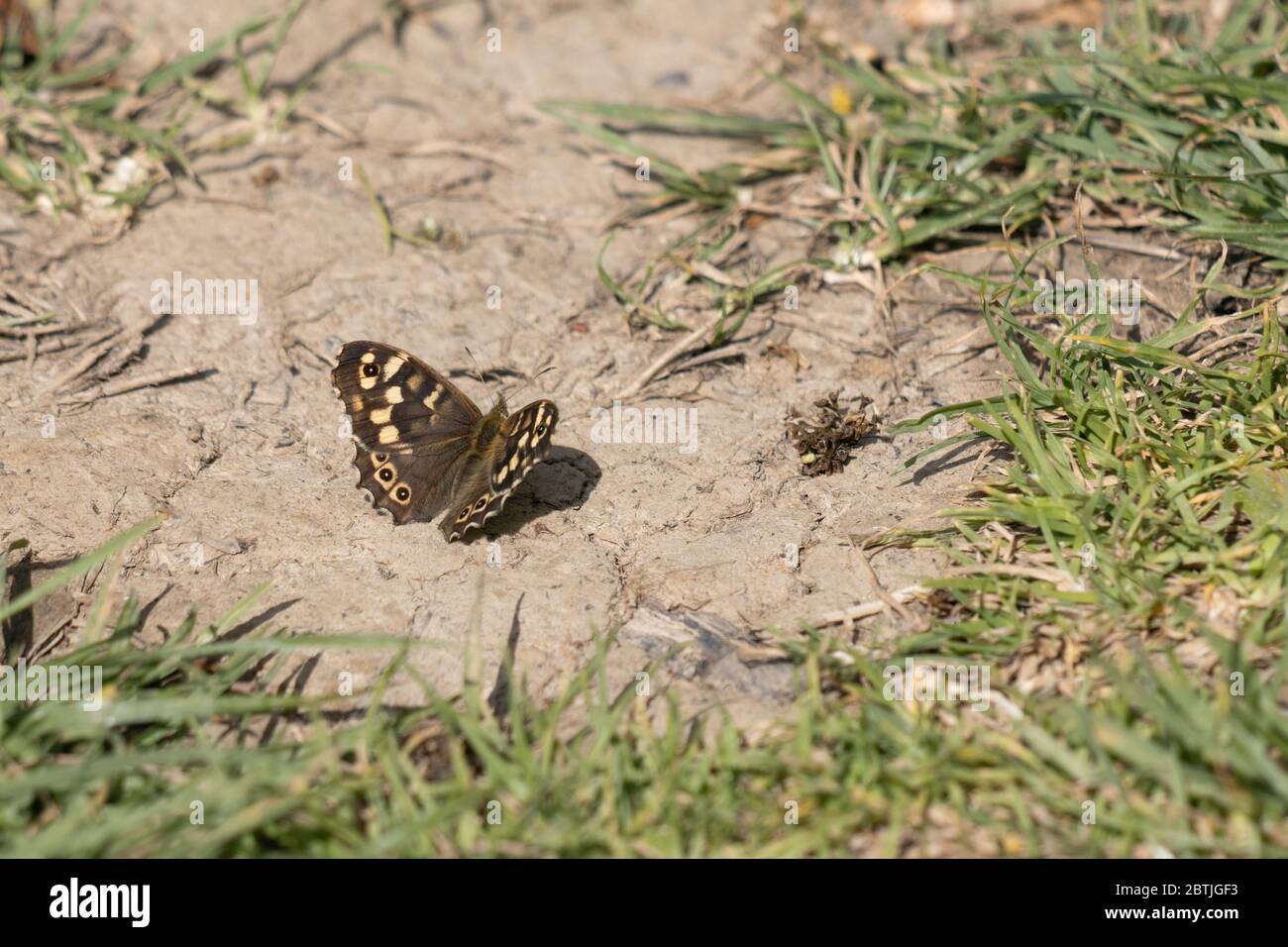 Farfalla di legno punteggiato (Pararge aegeria) che riposa sulla terra sotto il sole primaverile Foto Stock