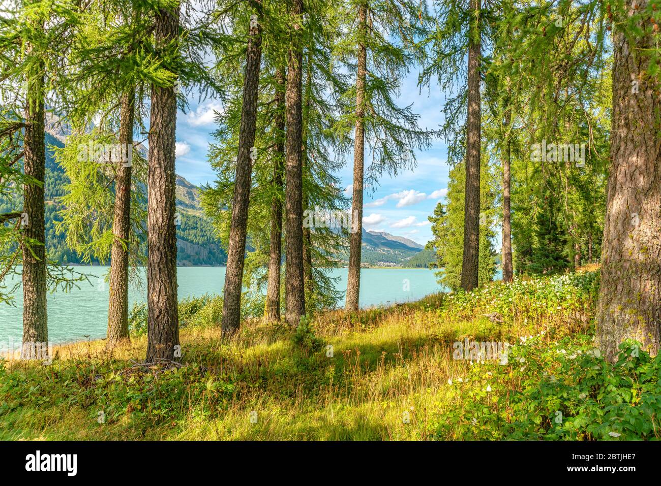 Paesaggio forestale sul lago Silvaplana, Engadina, Svizzera Foto Stock