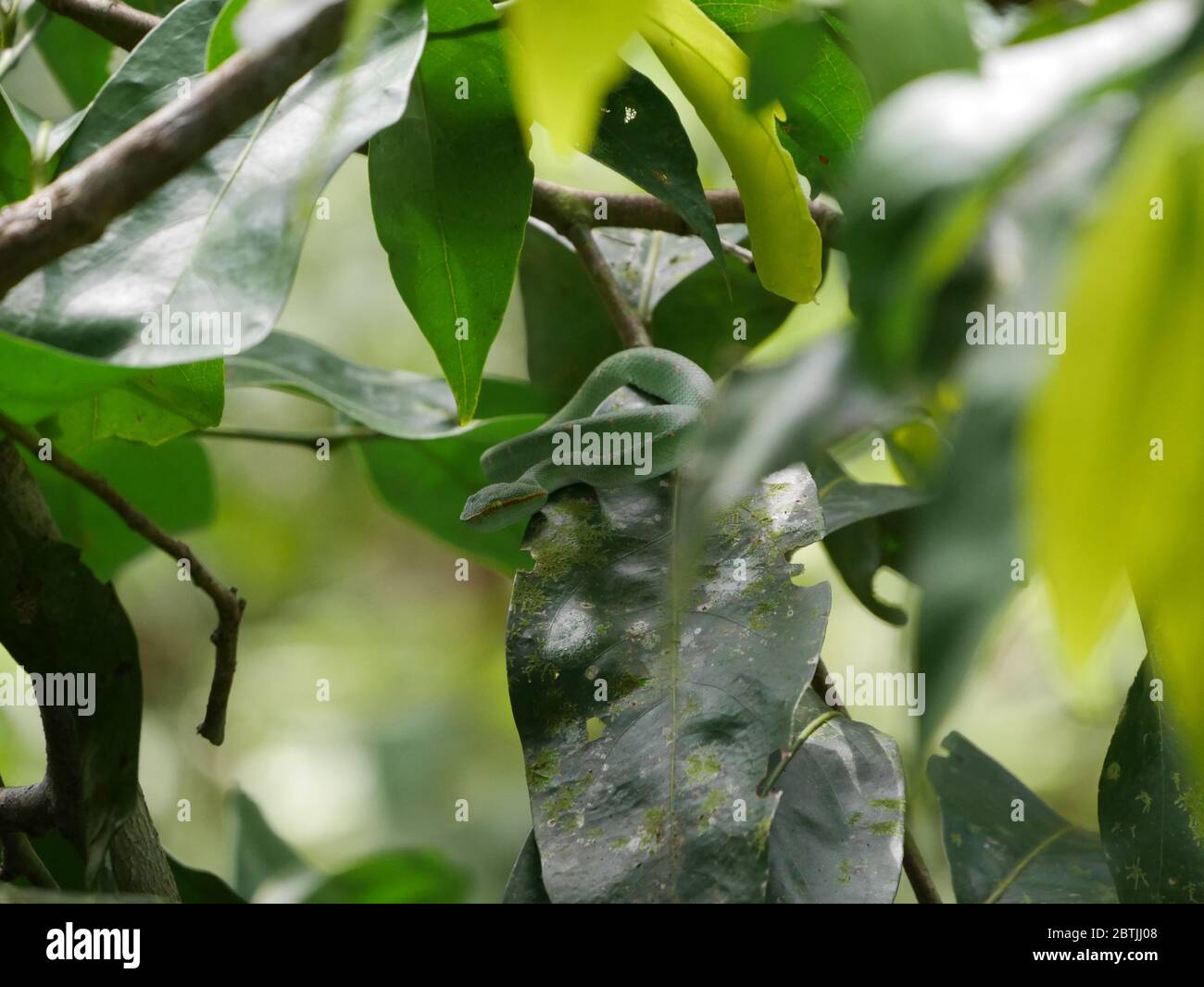 Un piccolo serpente, mimetato perfettamente su una foglia, in attesa della sua preda Foto Stock