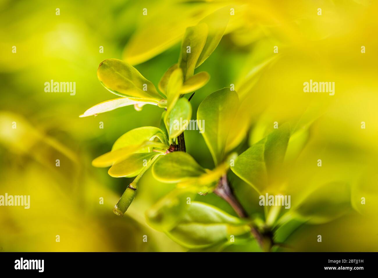 Tema macro natura. Foto dettagliata di foglie di piante verdi di giardino Foto Stock