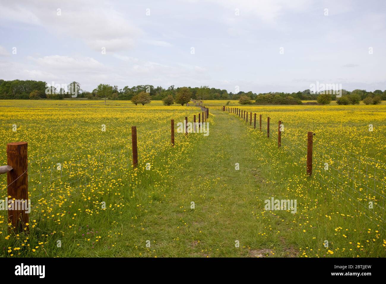 Fiori Buttercup in campi, Regno Unito Foto Stock
