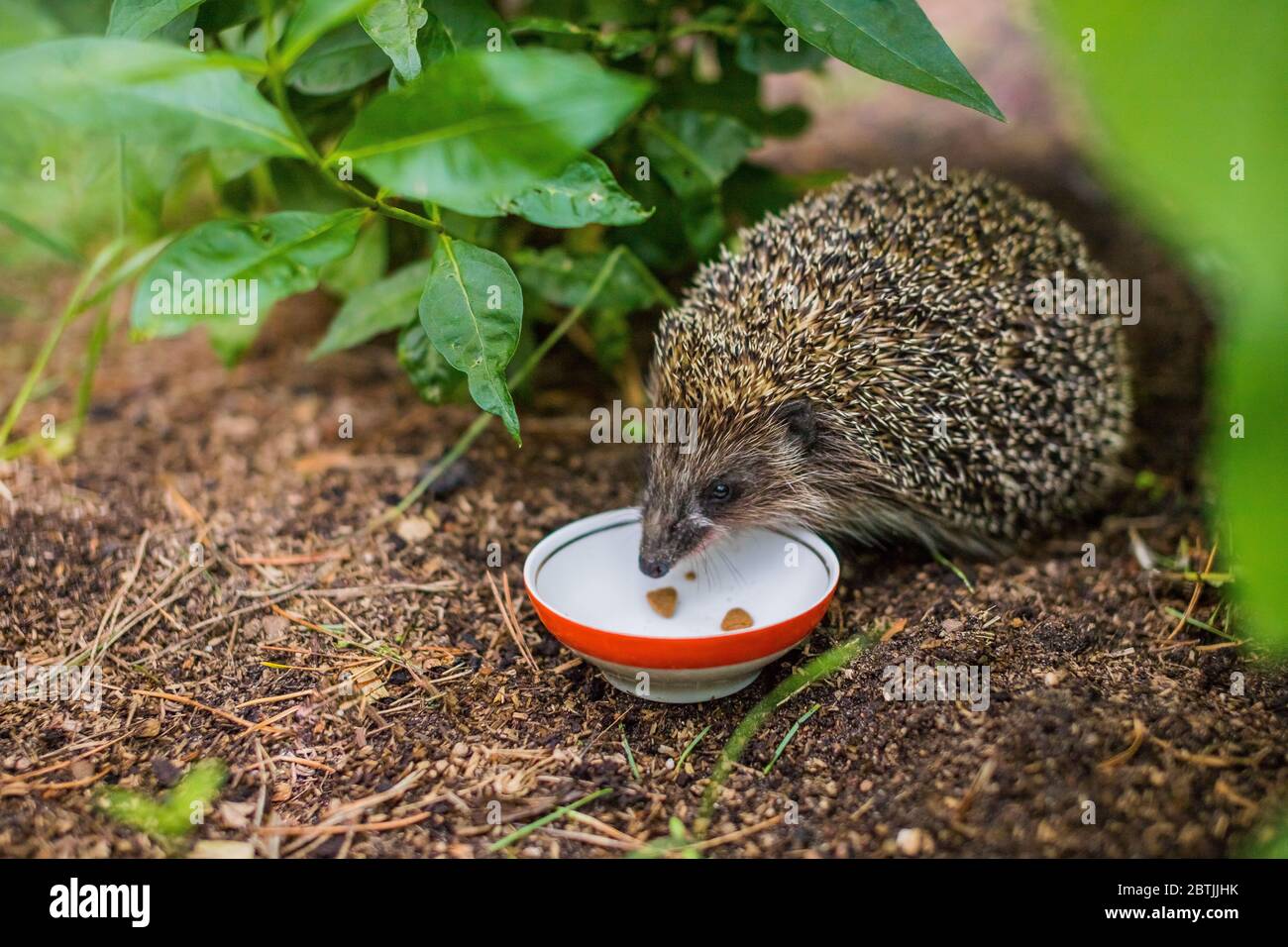 Wild Hedgehog mangiare da un cane bowl.Hedgehog mangiare cibo secco gatto, estate Garden.Small grigio rickly hedgehog raccogliere per bere latte o mangiare dal Foto Stock