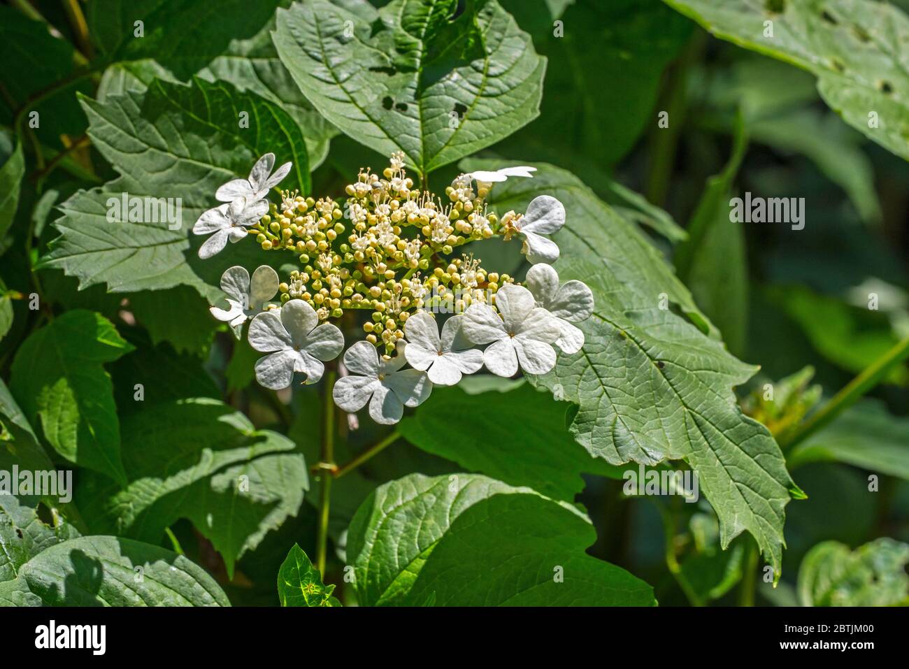 Guelder-rose / albero della palla di neve / europeo cranberrybush / anziano d'acqua (Opulus Viburnum), primo piano di fiori bianchi e foglie Foto Stock