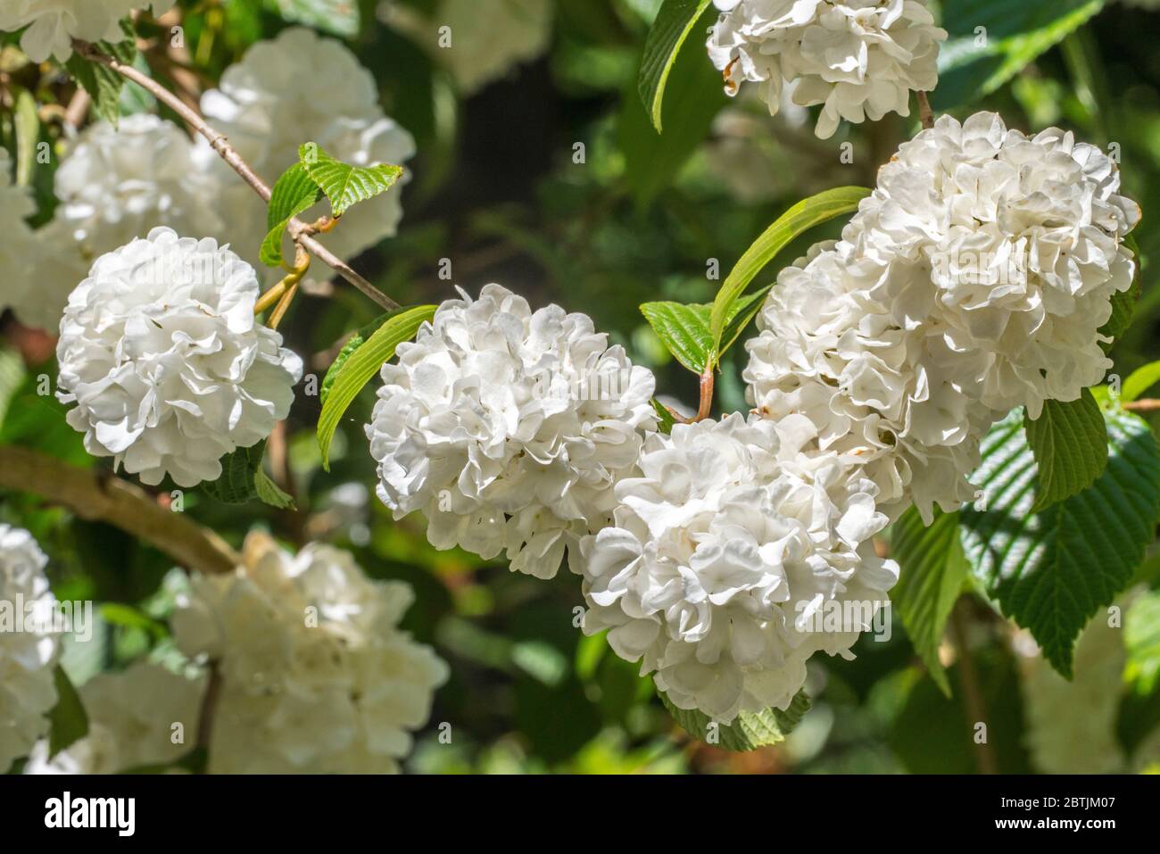 Viburnum plicatum Thunberg originale / Viburnum tomentosum sterile, primo piano di fiori bianchi in primavera Foto Stock