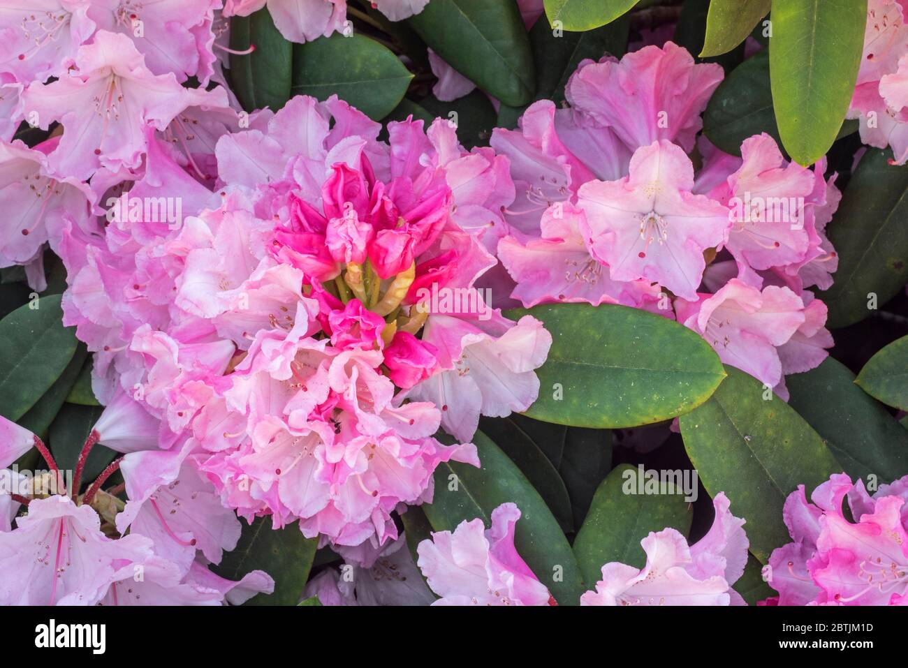 Rhododendron Comte du Parc / Rhododendron Yakushimanum Conte du Parc, primo piano di fiori rosa in primavera Foto Stock