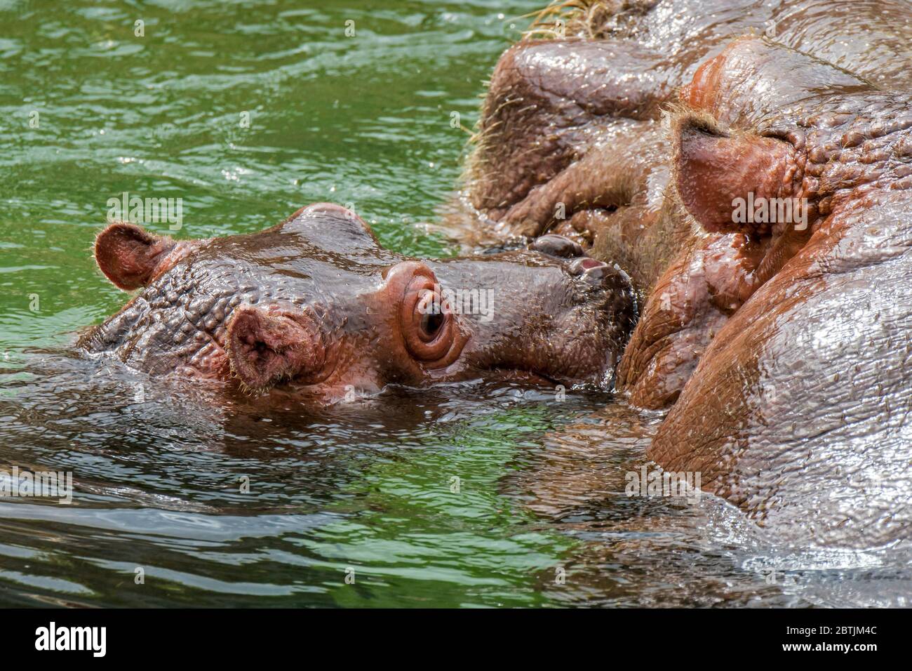 Primo piano di cute bambino comune ippopotamo / ippopotamo (ippopotamo anfibio) vitello nuoto vicino madre in lago Foto Stock