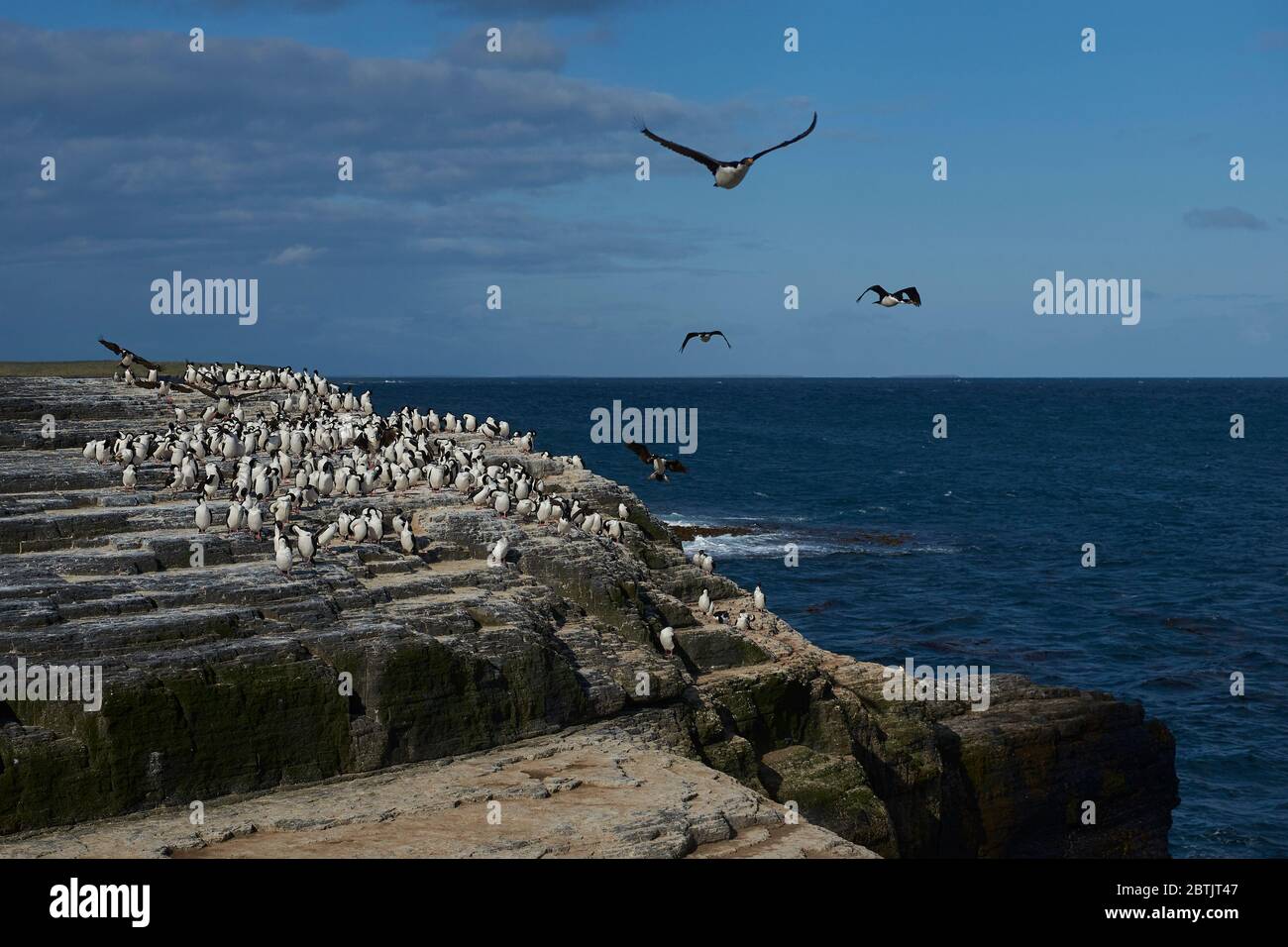 Grande gruppo di re cormorano (Falacrocorax albiceps albiventer) sulla costa dell'isola di Bleaker sulle Isole Falkland Foto Stock