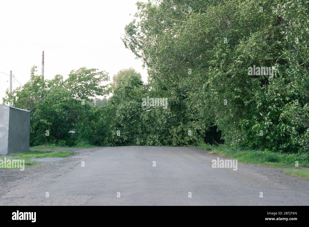 un albero rotto con fogliame si trova dopo un uragano attraverso la strada. :- Foto Stock