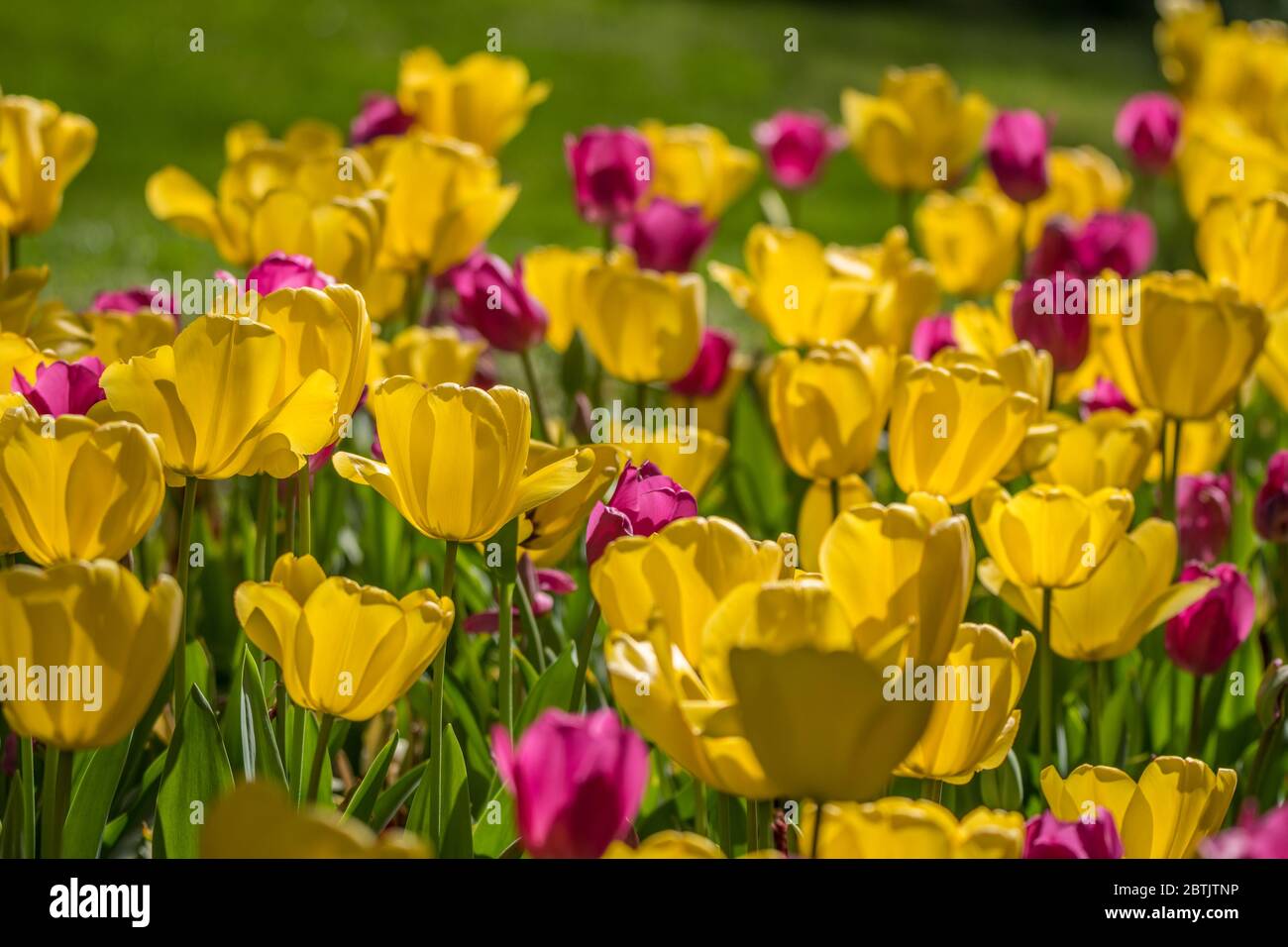 Un gruppo di tulipani colorati e luminosi di colore giallo e magenta con la luce solare che si illumina attraverso i petali con fuoco selettivo primo piano su un sole Foto Stock