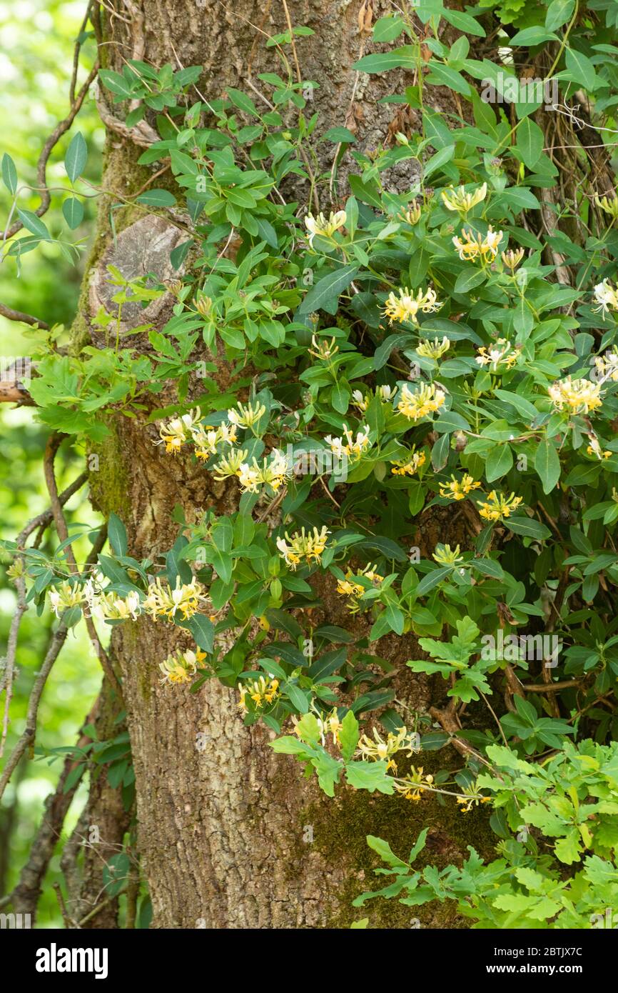 Honeysuckle (Lonicera periclymenum) in fiore che cresce su un albero, Regno Unito. Honeysuckle è una pianta molto preziosa per la fauna selvatica. Foto Stock