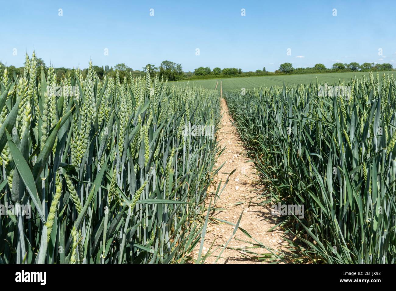 Campo arabile o terreno agricolo che coltivano un raccolto di grano in maggio, Regno Unito. Foto Stock