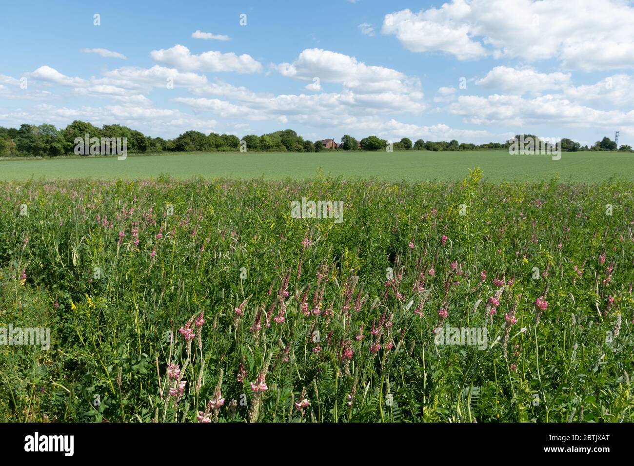 Un margine di fiori selvatici intorno al bordo di un campo coltivabile su terreni agricoli nell'Hampshire, nel Regno Unito, durante maggio, con sainfoin e altri fiori Foto Stock