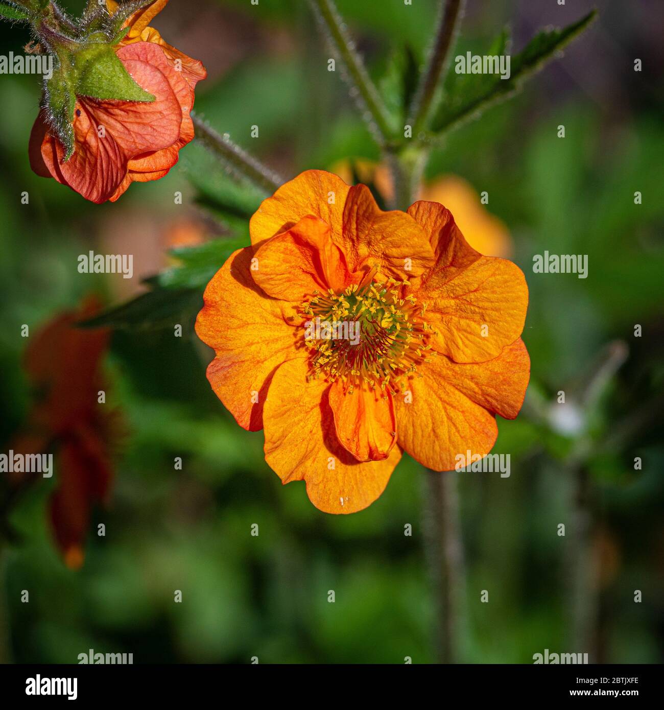 Primo piano di Geum 'totalmente Tangerine' che cresce in un giardino. Foto Stock