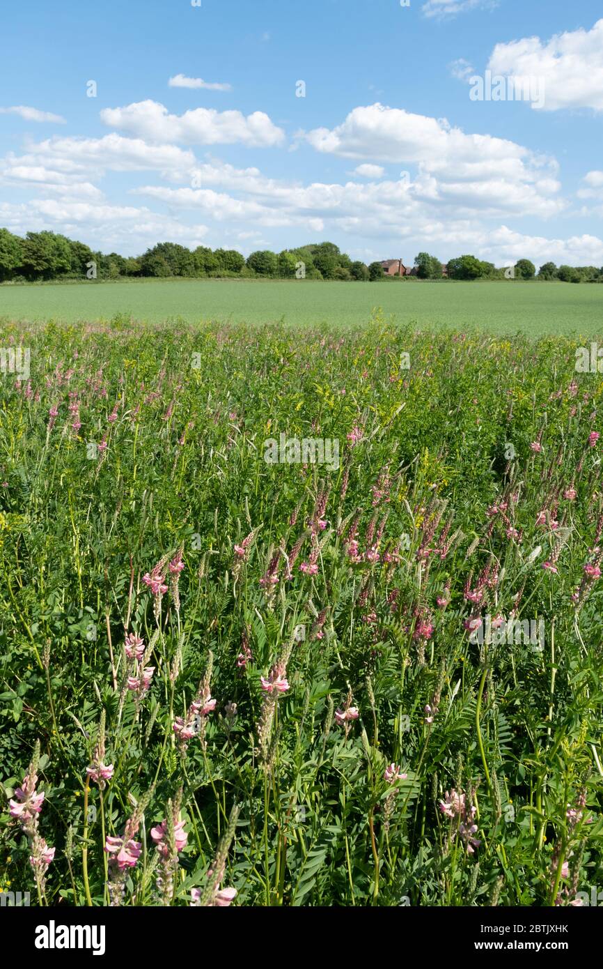 Un margine di fiori selvatici intorno al bordo di un campo coltivabile su terreni agricoli nell'Hampshire, nel Regno Unito, durante maggio, con sainfoin e altri fiori Foto Stock
