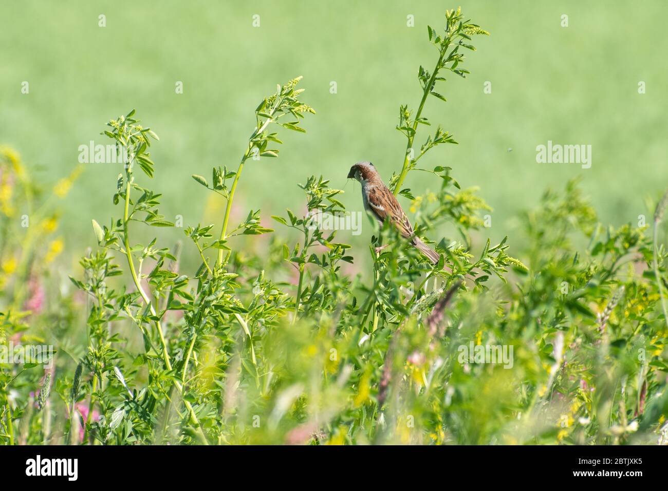 Casa passera uccello (Passer domesticus) foraggio per insetti in un terreno agricolo margine di fiori selvatici durante la stagione di nidificazione primavera, Hampshire, Regno Unito Foto Stock