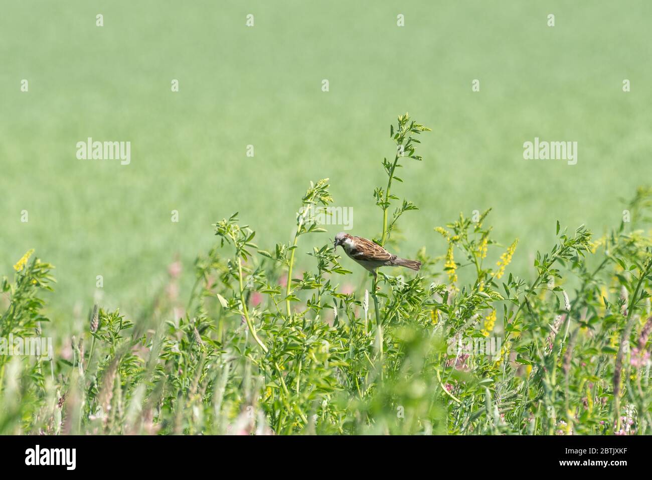 Casa passera uccello (Passer domesticus) foraggio per insetti in un terreno agricolo margine di fiori selvatici durante la stagione di nidificazione primavera, Hampshire, Regno Unito Foto Stock