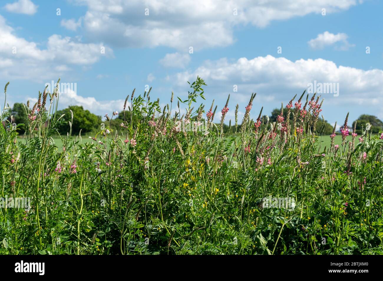 Un margine di fiori selvatici intorno al bordo di un campo coltivabile su terreni agricoli nell'Hampshire, nel Regno Unito, durante maggio, con sainfoin e altri fiori Foto Stock