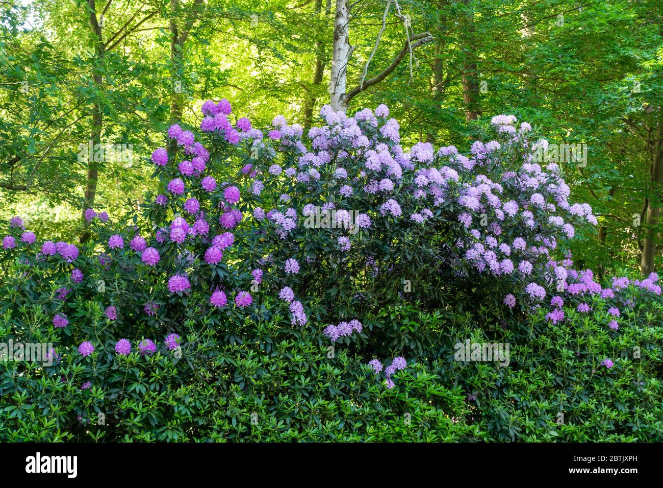 Rododendri comuni (Rhododendron ponticum) in fiore dalla strada in flotta, Hampshire, Regno Unito. I rododendri sono una pianta non nativa invasiva nel Regno Unito. Foto Stock