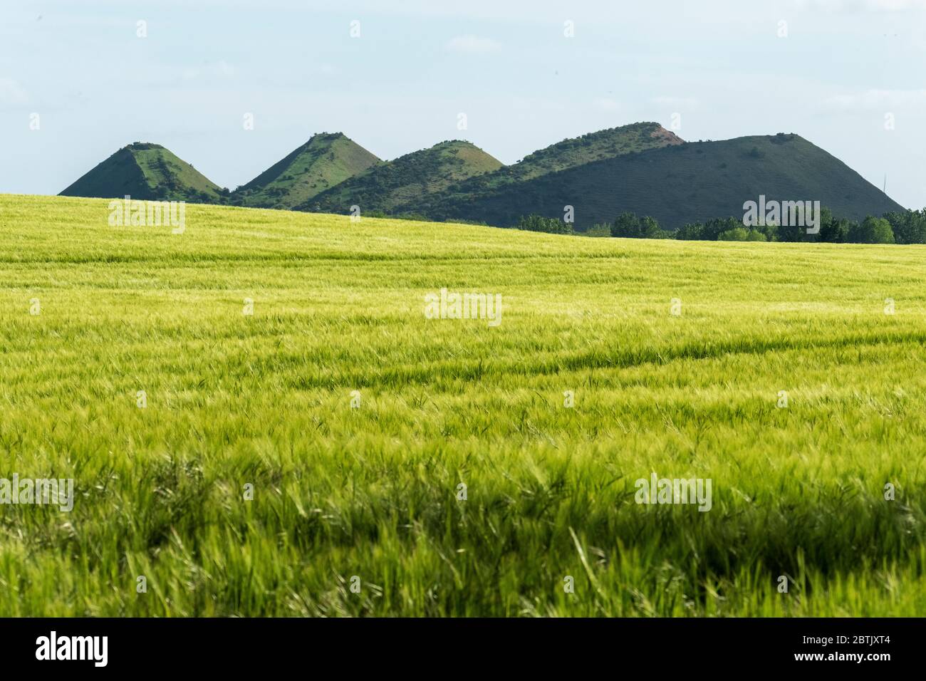 Un campo di Spring Barley con le cinque Sorelle Shale Bing a West Calder in lontananza. Foto Stock