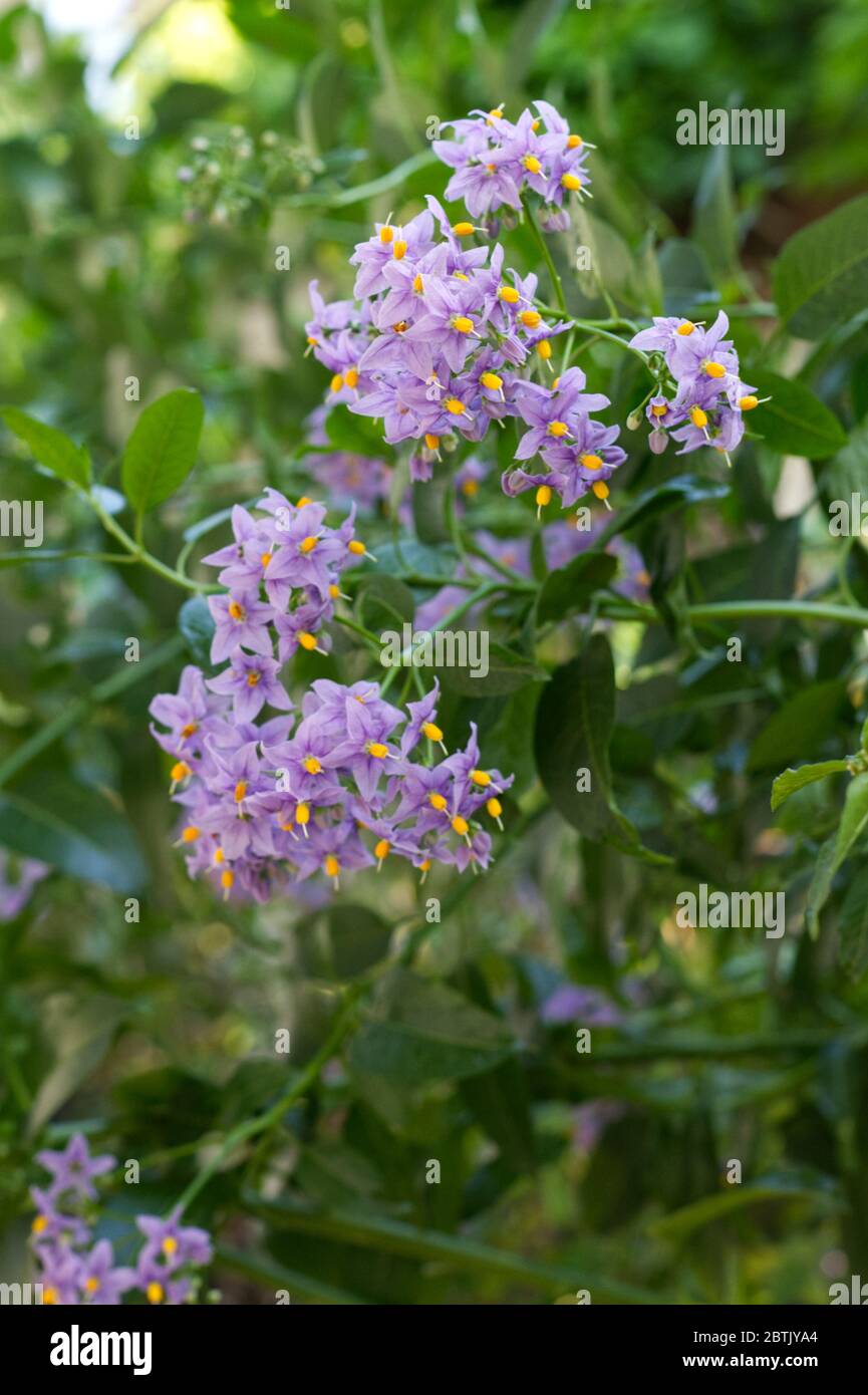 Solanum crispium Glasnevin Foto Stock